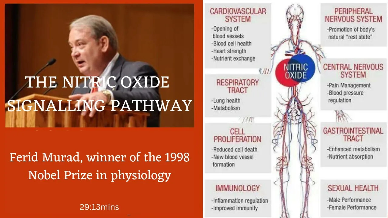 The Nitric Oxide Signalling Pathway MIRRORED